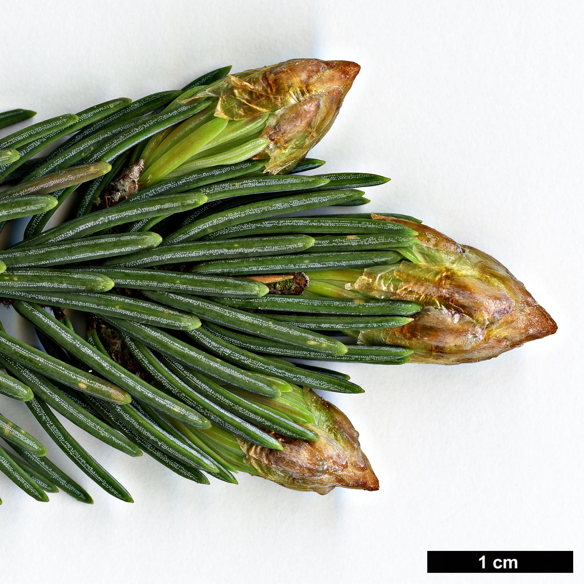 High resolution image: Family: Pinaceae - Genus: Picea - Taxon: likiangensis - SpeciesSub: var. rubescens